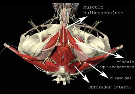 perineo hombre|Periné Masculino: Guía Completa de Anatomía y Suelo Pélvico